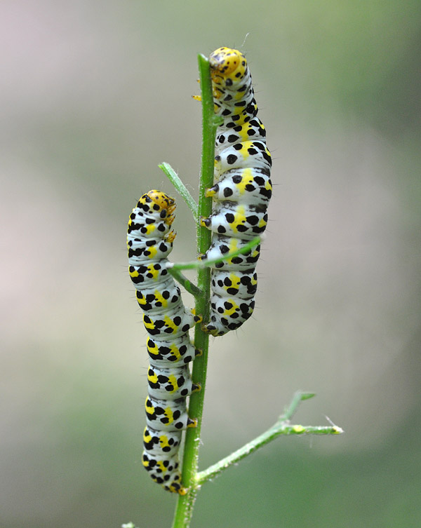 Bruchi di Cucullia scrophulariae